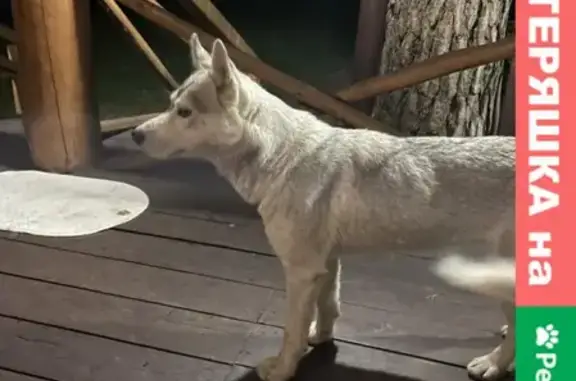 Собака Хаски найдена в Лесотеле, Республика Алтай, Россия.