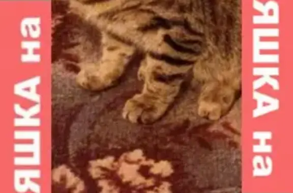 Кошки потеряшки, Санкт-Петербург, фото: Потеряшка кошка на Искровском проспекте, Санкт-Петербург