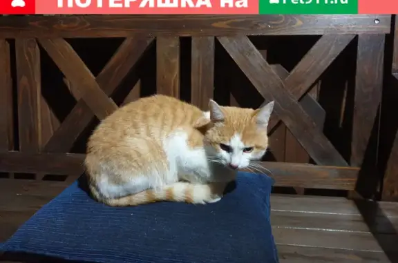 Найдена кошка с ошейником в Верее, Московская область