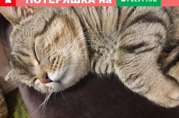Пропала кошка в Кочубеевском, нужна помощь!