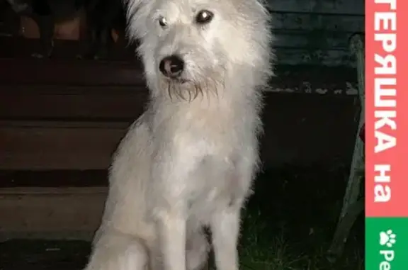 Пропала белая собака в поселении Вороновское, Москва