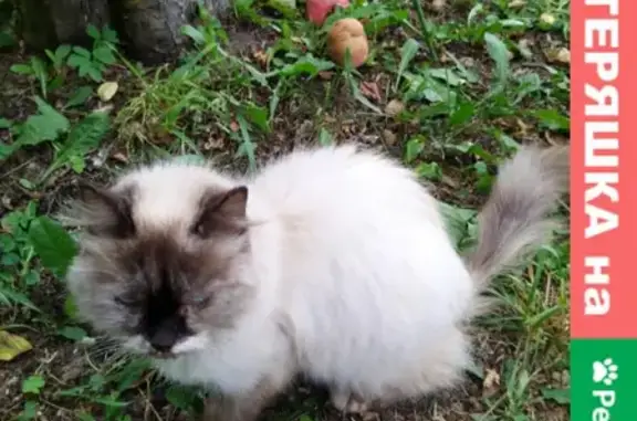 Найдена сиамская кошка в Малоярославецком р-не, адрес: Спас-Суходрев