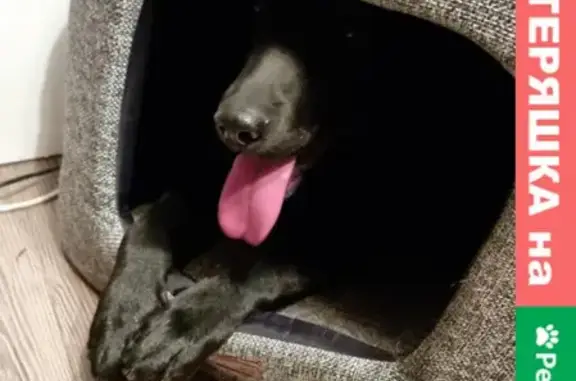 Найдена крупная черная собака в районе м.Борисово