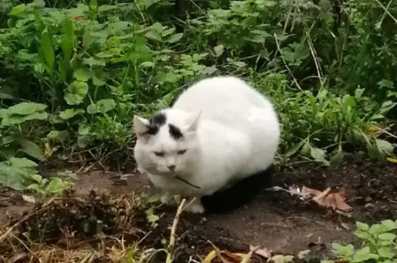 Найдена кошка с белым окрасом и черными пятнами на 33 Нижней Первомайской