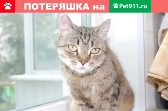Найдены котята в Омске!