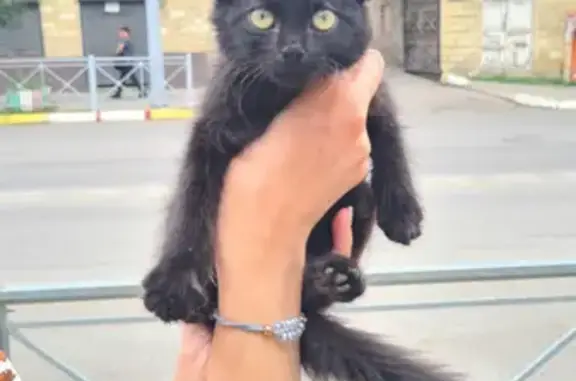 Найдена черная кошка у булочной на ул. Сальмана 35 в Дербенте