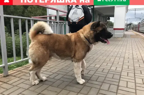 Найдена собака Мальчик на станции Ленинская
