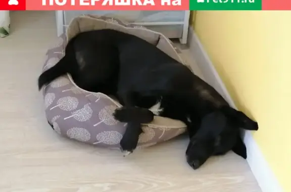 Пропала собака в Чулково, Раменский район, МО