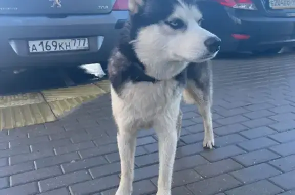 Собака Хаска найдена на улице Зелёный Город, 141253