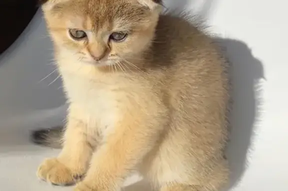 Кошки потеряшки, Ижевск, фото: Потеряшка котенок на улице Дзержинского, Ижевск