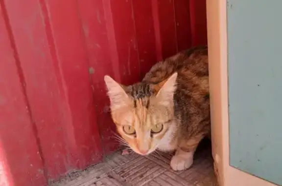 Найдена кошка в микрорайоне Южный г. Смоленск
