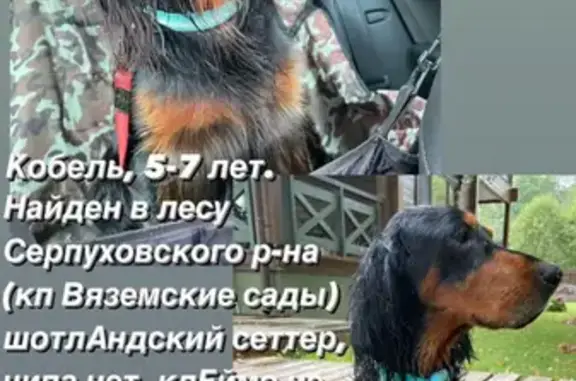 Собака найдена в лесу рядом с КП Вяземские сады