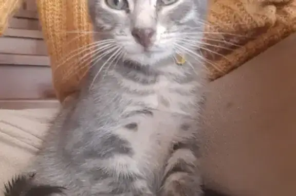 Найден серый котенок в Химках