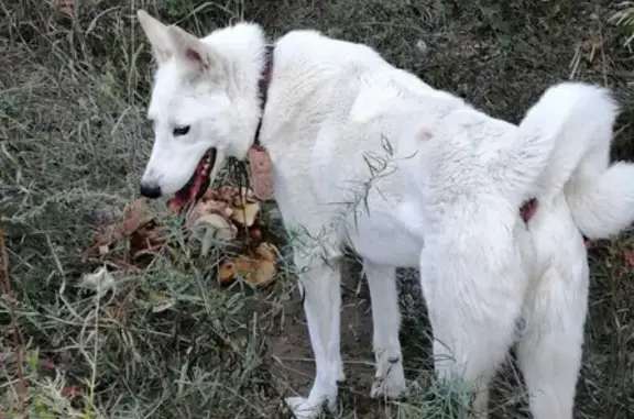 Пропала собака Байкал в Спирино, Новосибирская область