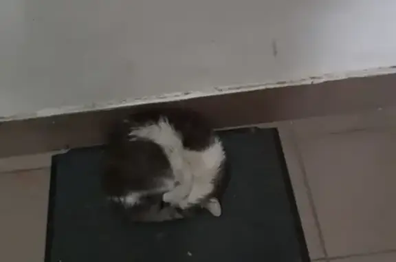 Найдена кошка на улице Кожуховская!