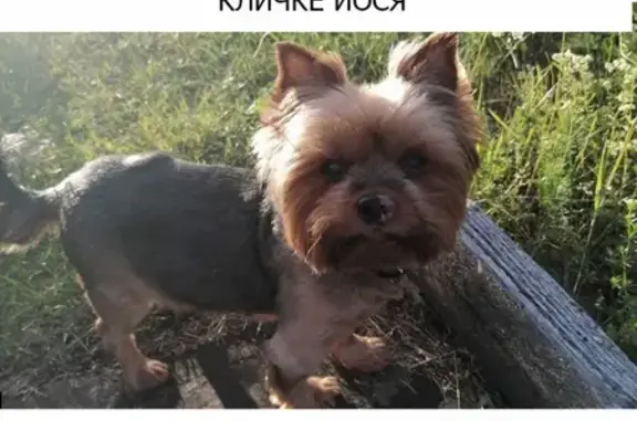 Собаки потеряшки, Петрозаводск, фото: Потеряшка собака на Нойбранденбургской, Петрозаводск