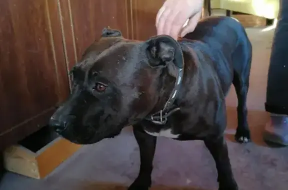 Найдена собака в Лопатино, Псковская область