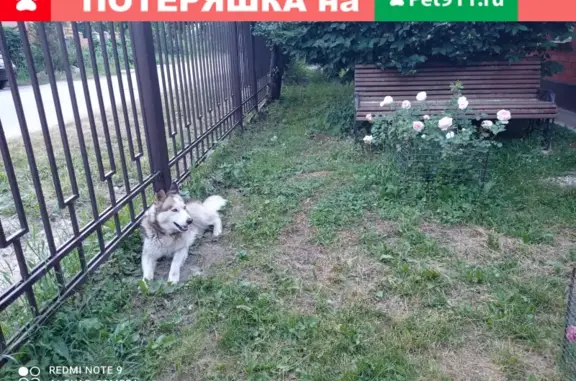 Пропала собака Чак в Новом Милете, Железнодорожный, Московская область