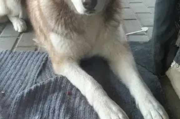 Пропала собака в районе Вьюнки, Хаски мальчик, глаза голубые.