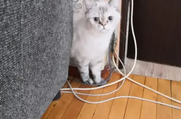 Найдена худенькая кошка на Богатырском пр.