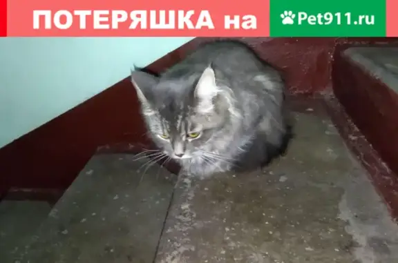 Найдена кошка на Фруктовой, Зюзино