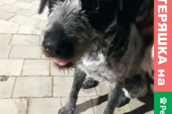 Найдена собака по Николаевской трассе, Симферополь