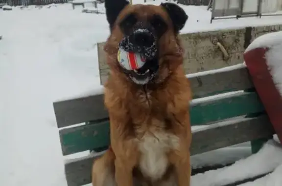 Пропала собака в п. Самусь, Томская область