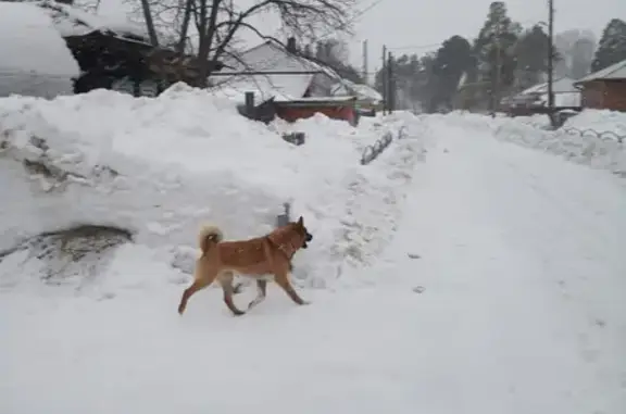 Пропала собака Метис в п. Самусь, Томская область