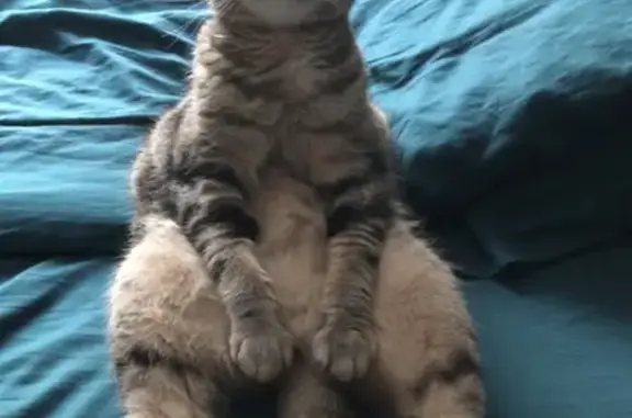 Кошки потеряшки, Казань, фото: Потеряшка кошка на Волгоградской 21, Казань