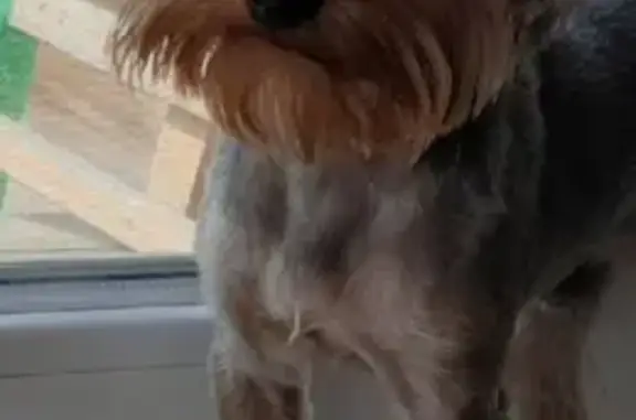 Потерянные животные Улан-Удэ, фото: Пропала собака Йоркширского терьера на ул. Дарвина, Улан-Удэ