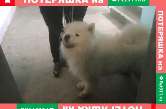 Собака Самоед найдена на Мещерском бульваре, Нижний Новгород