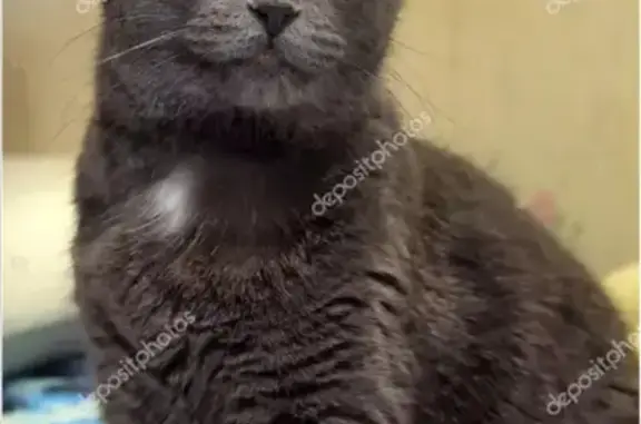 Кошки потеряшки, Ярославль, фото: Потеряшка кот Сэм из Шебунино, Ярославская область.