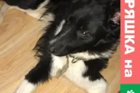 Пропала собака Бим в Верхнем Дуброво