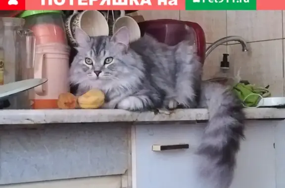 Пропала кошка в Балашихе: ул.Пионерская, д.29.
