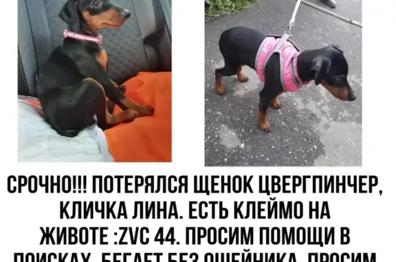 Пропала собака Лина в Одинцово, Московская область