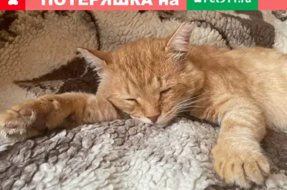 Найдена кошка в Дербышках, Казань