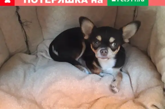 Найдена собака, Ростов-на-Дону, фото: Найдена той-терьер на 25 Линии в Ростове-на-Дону