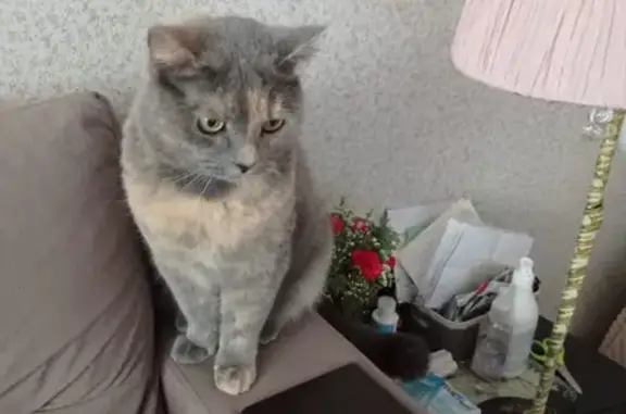 Пропала кошка Соня в Петровском, Московская область