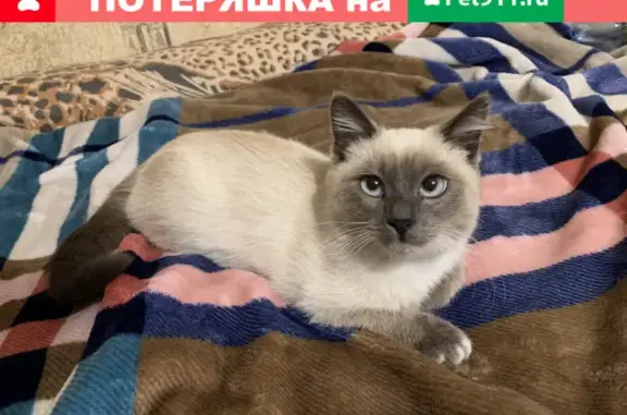 Найден игривый котенок на ул. Железнодорожников, Красноярск