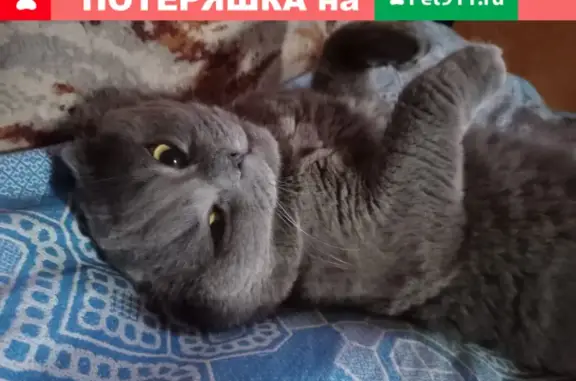 Кошки потеряшки, Ярославль, фото: Потеряшка кошка Топаз в деревне Копосово