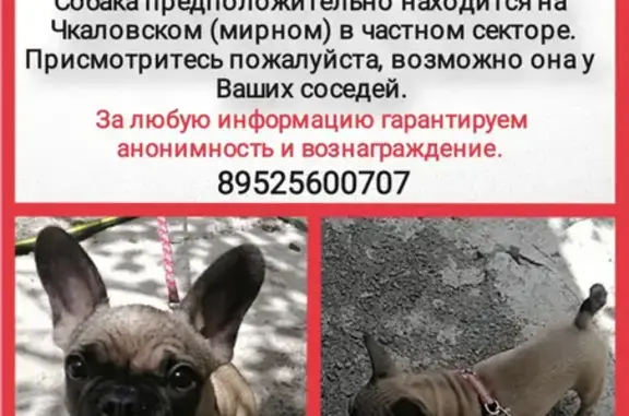 Пропала собака Французский бульдог, адрес: Гуковский пер., 10А, Ростов-на-Дону
