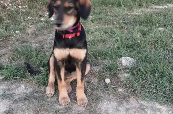 Найдена собака в районе Пневматика, Симферополь