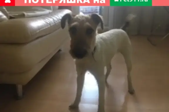 Найдена белая собака на ул. Крестинского, Екатеринбург