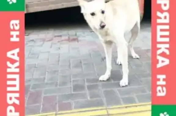 Найдена собака на ул. Карамзина в Красноярске