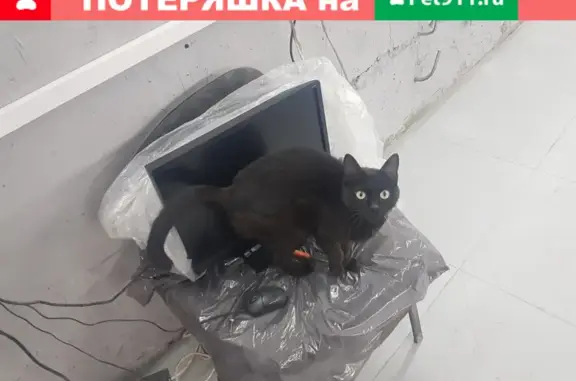 Найдена черная кошка в Балашихе, микрорайон 1 Мая
