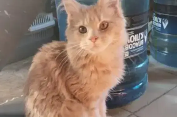 Пропал кот породы Мейн-кун в Сухомесово, Челябинская область