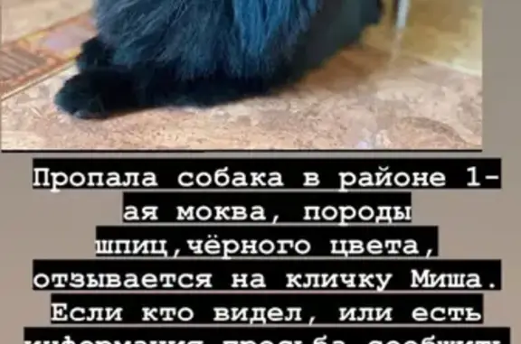 Пропала собака Миша в р-не 1я Моква, Курска.