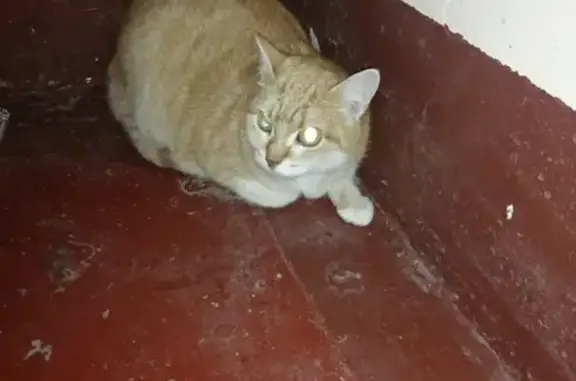 Найдена кошка около м. Гражданский пр-т 7 сентября
