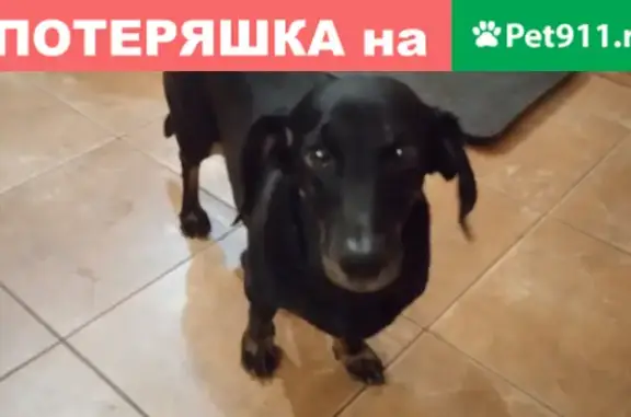 Собака Мальчик найдена на улице Бабича в Ярославле