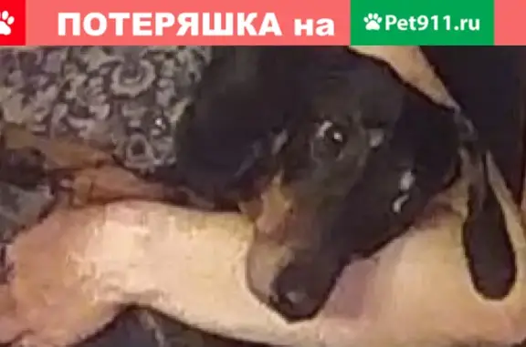 Пропала собака в деревне Солодово, Московская область